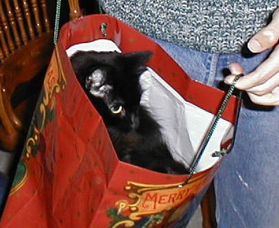 Sheba in a gift bag